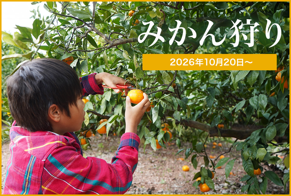 みかん狩り