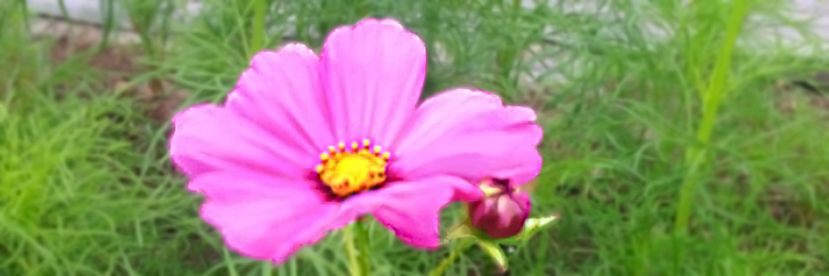 �y���c�_���z�Ԃ��Ȃ��s���N���O�~���o���オ��܂��I