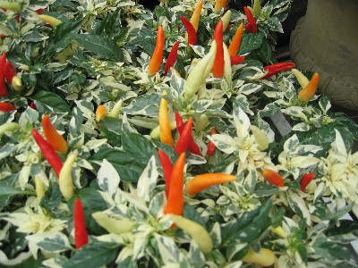 ���h�q����