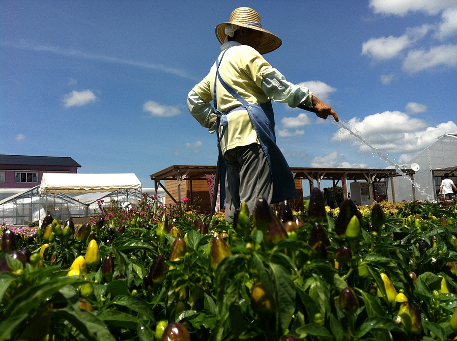 ���������C�ɉc�ƒ��I