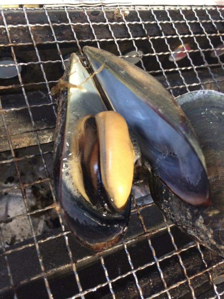 �V���i���[���L��