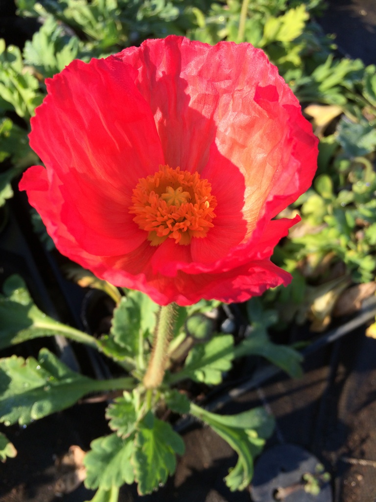 ���΂�����̃|�s�[��